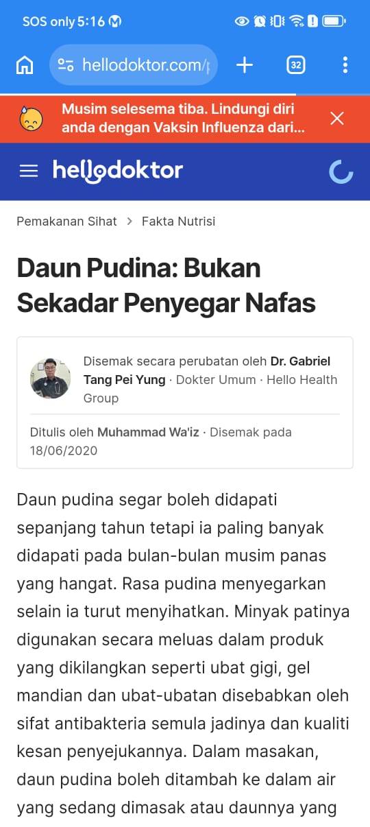 daun pudina